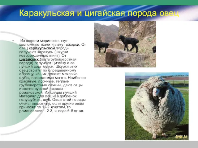 Каракульская и цигайская порода овец Из шерсти мериносов ткут костюмные