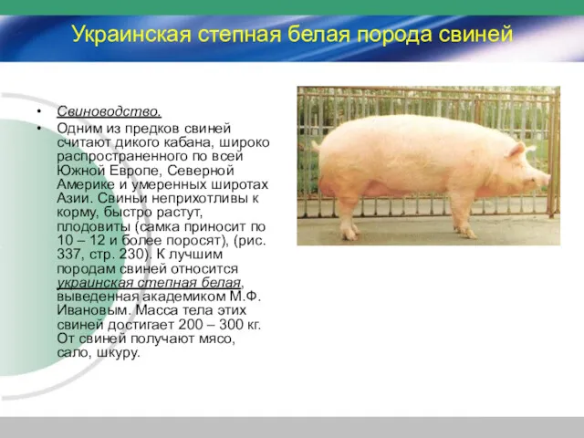Украинская степная белая порода свиней Свиноводство. Одним из предков свиней