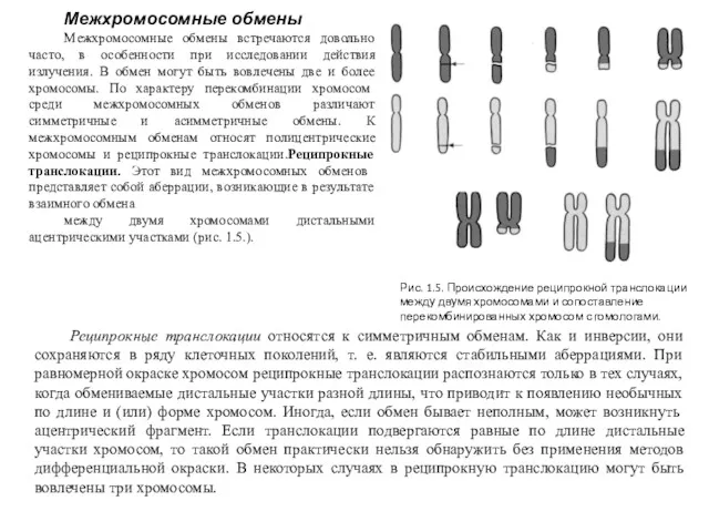 Межхромосомные обмены Межхромосомные обмены встречаются довольно часто, в особенности при