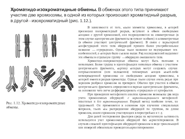 Хроматидо-изохроматидные обмены. В обменах этого типа принимают участие две хромосомы,