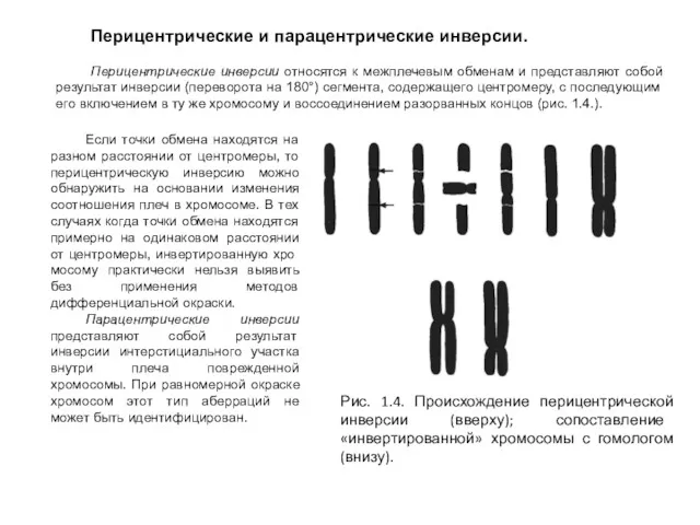 Перицентрические и парацентрические инверсии. Перицентрические инверсии относятся к межплечевым обменам