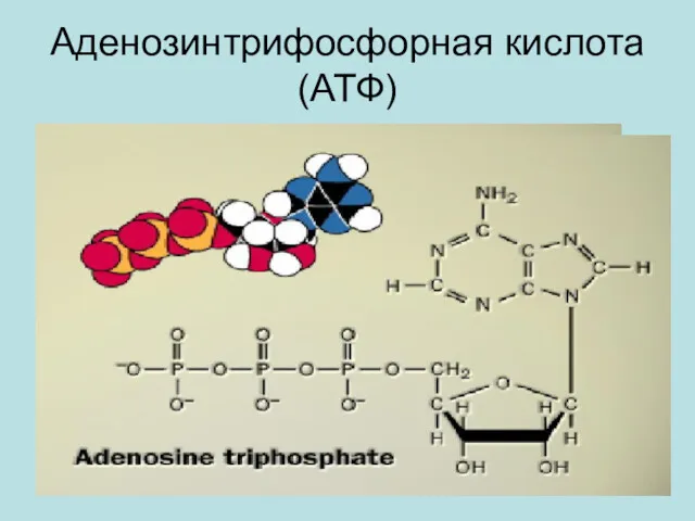 Аденозинтрифосфорная кислота (АТФ)