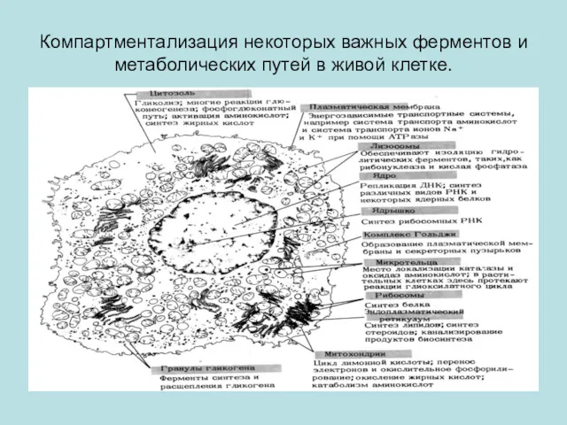 Компартментализация некоторых важных ферментов и метаболических путей в живой клетке.