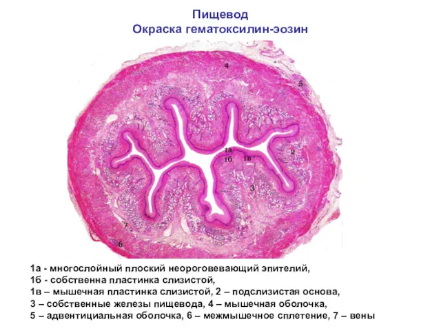 Пищевод Окраска гематоксилин-эозин 1а - многослойный плоский неороговевающий эпителий, 1б