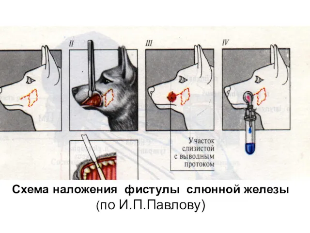 Схема наложения фистулы слюнной железы (по И.П.Павлову)