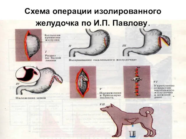 Схема операции изолированного желудочка по И.П. Павлову.