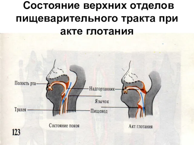 Состояние верхних отделов пищеварительного тракта при акте глотания