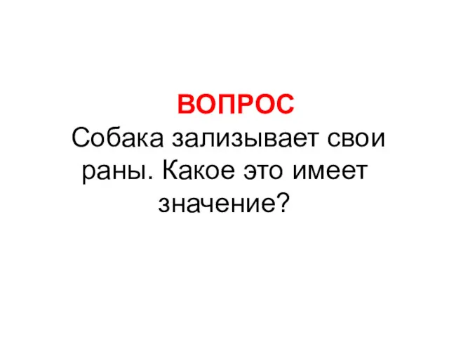 ВОПРОС Собака зализывает свои раны. Какое это имеет значение?