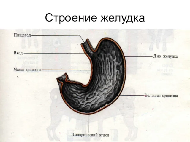 Строение желудка