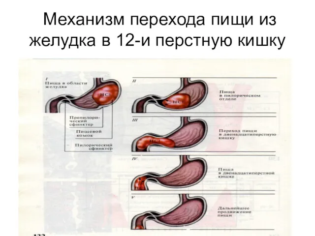 Механизм перехода пищи из желудка в 12-и перстную кишку