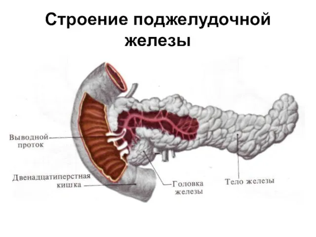 Строение поджелудочной железы