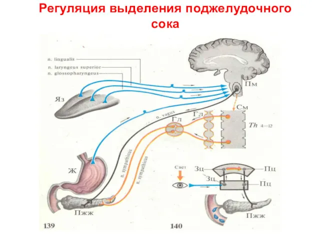 Регуляция выделения поджелудочного сока