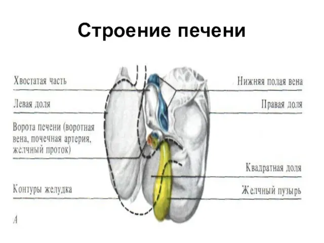 Строение печени