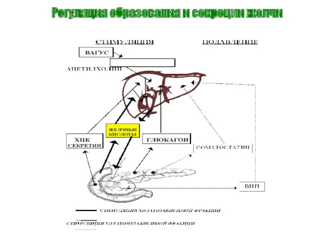 Регуляция образования и секреции желчи