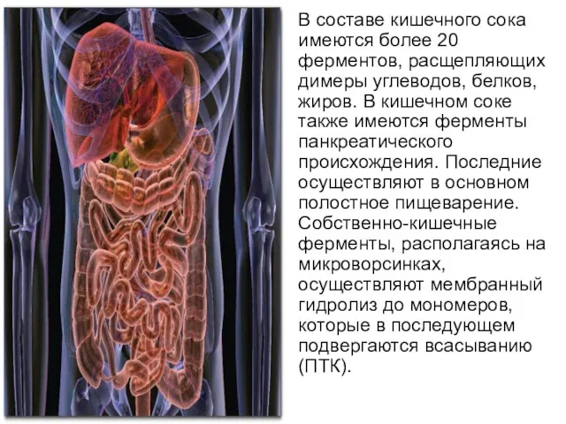 В составе кишечного сока имеются более 20 ферментов, расщепляющих димеры
