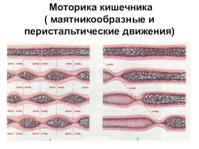 Моторика кишечника ( маятникообразные и перистальтические движения)