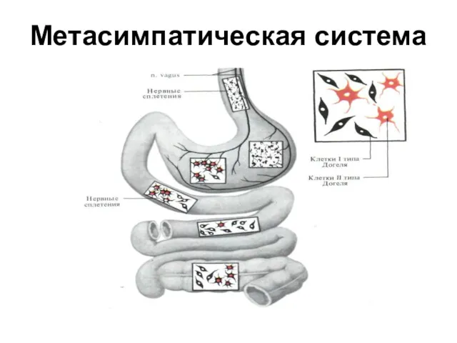 Метасимпатическая система