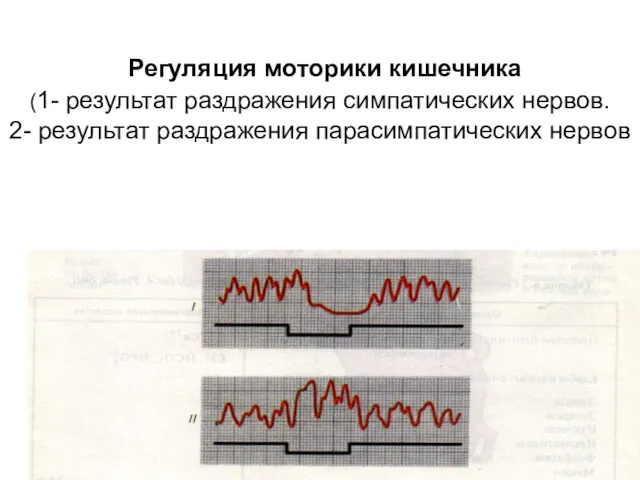 Регуляция моторики кишечника (1- результат раздражения симпатических нервов. 2- результат раздражения парасимпатических нервов