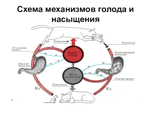 Схема механизмов голода и насыщения