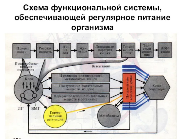 Схема функциональной системы, обеспечивающей регулярное питание организма