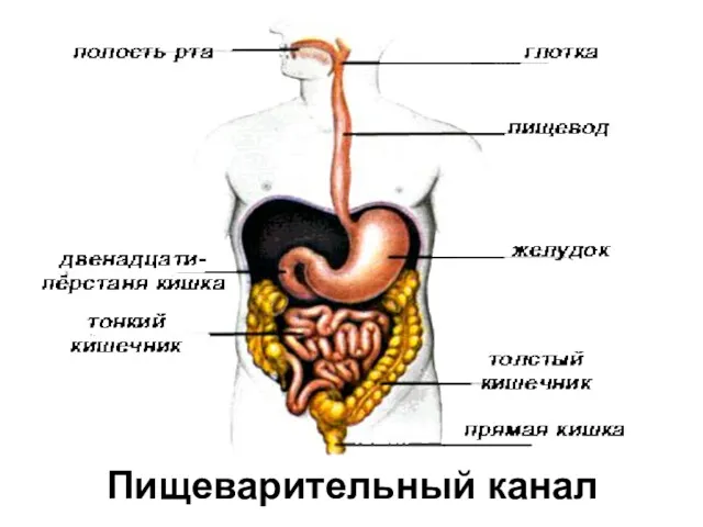 Пищеварительный канал