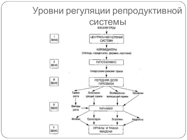 Уровни регуляции репродуктивной системы