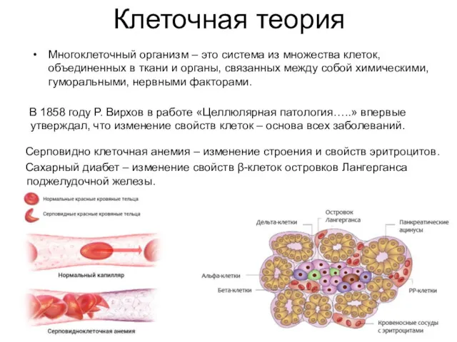 Клеточная теория Многоклеточный организм – это система из множества клеток, объединенных в ткани