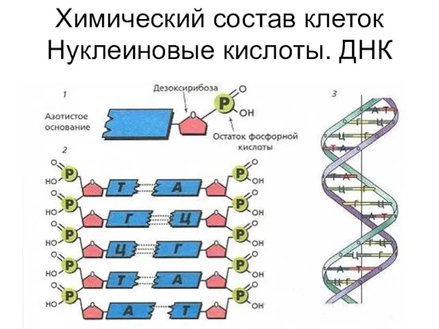 Химический состав клеток Нуклеиновые кислоты. ДНК