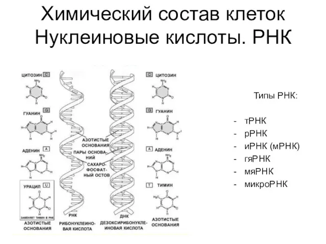 Химический состав клеток Нуклеиновые кислоты. РНК Типы РНК: тРНК рРНК иРНК (мРНК) гяРНК мяРНК микроРНК
