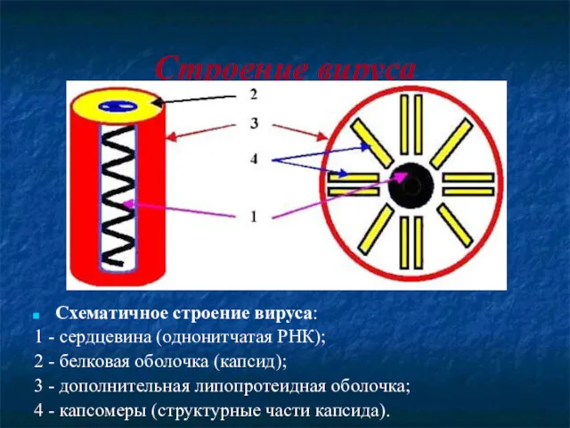 Строение вируса Схематичное строение вируса: 1 - сердцевина (однонитчатая РНК);