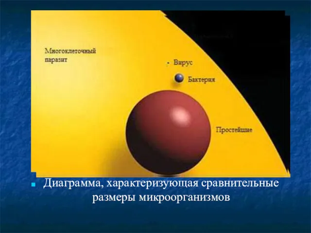 Диаграмма, характеризующая сравнительные размеры микроорганизмов