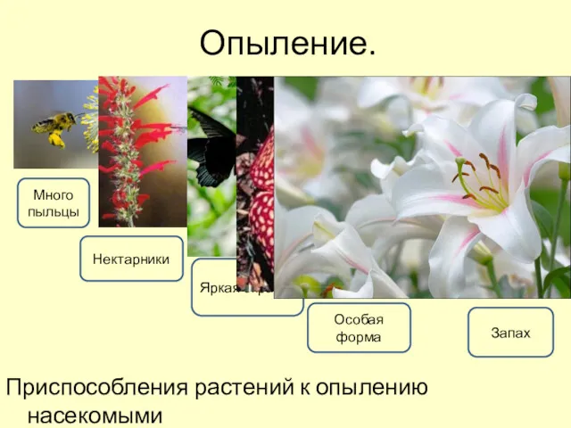 Опыление. Приспособления растений к опылению насекомыми Много пыльцы Нектарники Яркая окраска Особая форма Запах