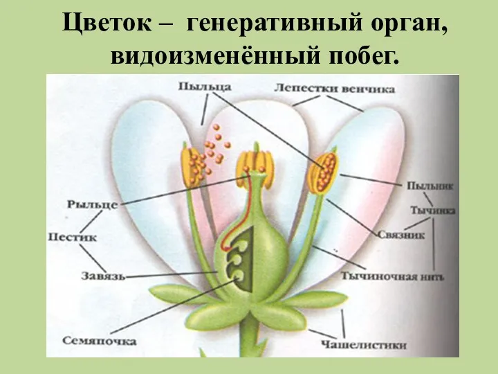 Цветок – генеративный орган, видоизменённый побег.