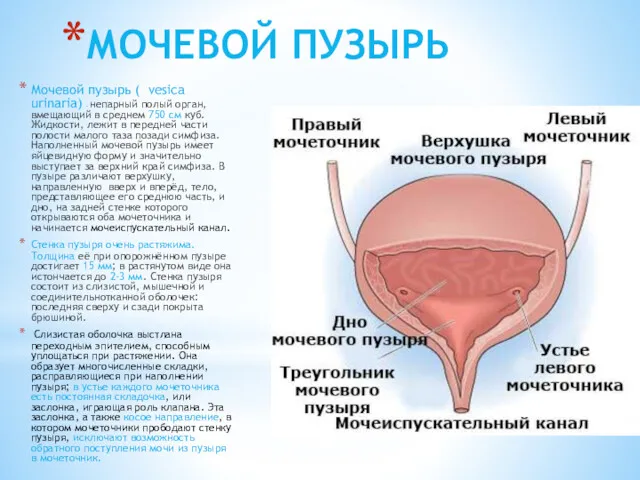 МОЧЕВОЙ ПУЗЫРЬ Мочевой пузырь ( vesica urinaria) – непарный полый