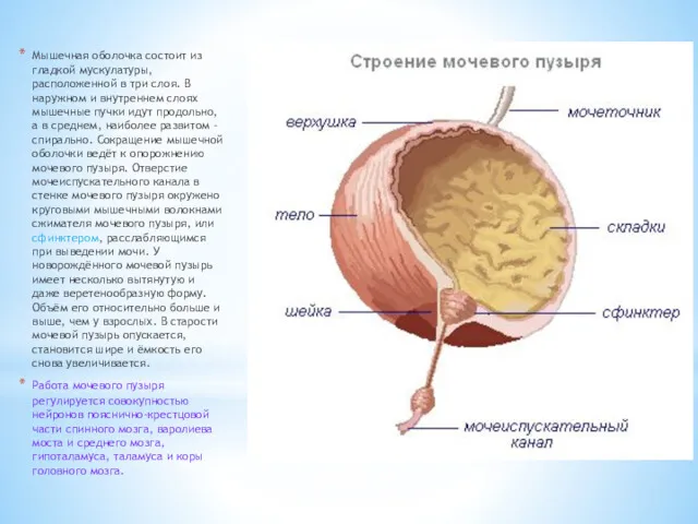 Мышечная оболочка состоит из гладкой мускулатуры, расположенной в три слоя.