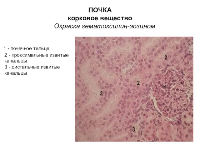 ПОЧКА корковое вещество Окраска гематоксилин-эозином 1 - почечное тельце 2 - проксимальные извитые