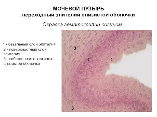 МОЧЕВОЙ ПУЗЫРЬ переходный эпителий слизистой оболочки Окраска гематоксилин-эозином 1 - базальный слой эпителия