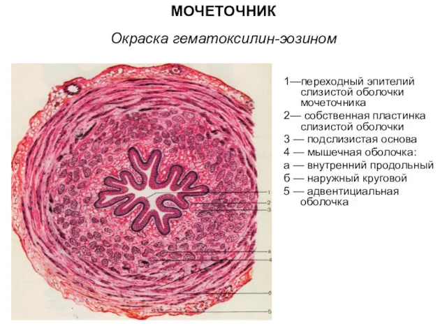 МОЧЕТОЧНИК Окраска гематоксилин-эозином 1—переходный эпителий слизистой оболочки мочеточника 2— собственная пластинка слизистой оболочки