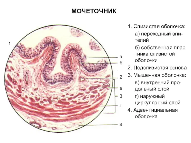 МОЧЕТОЧНИК 1. Слизистая оболочка: а) переходный эпи-телий б) собственная плас-тинка слизистой оболочки 2.