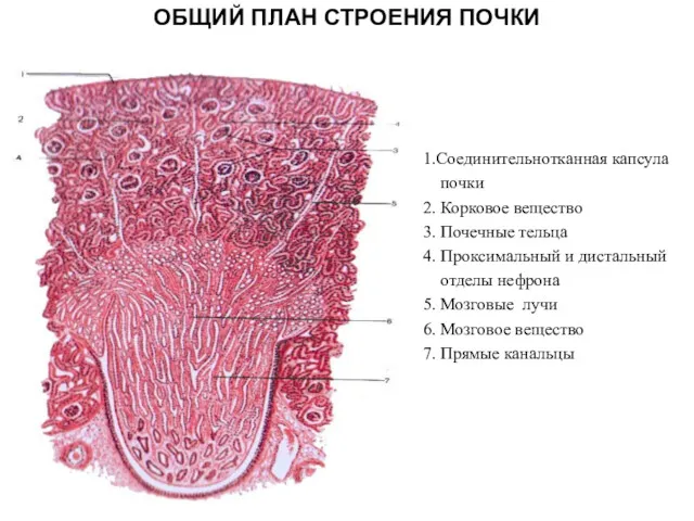 ОБЩИЙ ПЛАН СТРОЕНИЯ ПОЧКИ 1.Соединительнотканная капсула почки 2. Корковое вещество 3. Почечные тельца