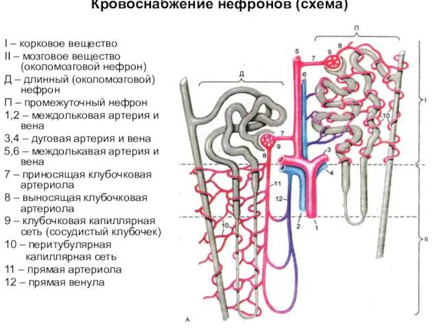 Кровоснабжение нефронов (схема) I – корковое вещество II – мозговое вещество (околомозговой нефрон)
