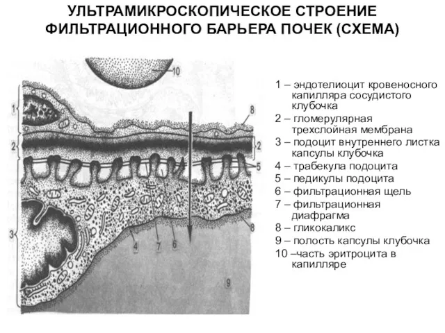 УЛЬТРАМИКРОСКОПИЧЕСКОЕ СТРОЕНИЕ ФИЛЬТРАЦИОННОГО БАРЬЕРА ПОЧЕК (СХЕМА) 1 – эндотелиоцит кровеносного капилляра сосудистого клубочка