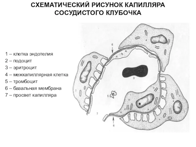 СХЕМАТИЧЕСКИЙ РИСУНОК КАПИЛЛЯРА СОСУДИСТОГО КЛУБОЧКА 1 – клетка эндотелия 2 – подоцит 3