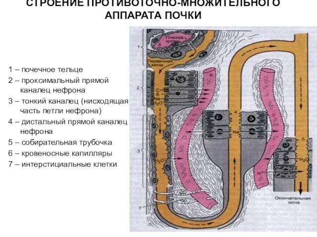 СТРОЕНИЕ ПРОТИВОТОЧНО-МНОЖИТЕЛЬНОГО АППАРАТА ПОЧКИ 1 – почечное тельце 2 – проксимальный прямой каналец