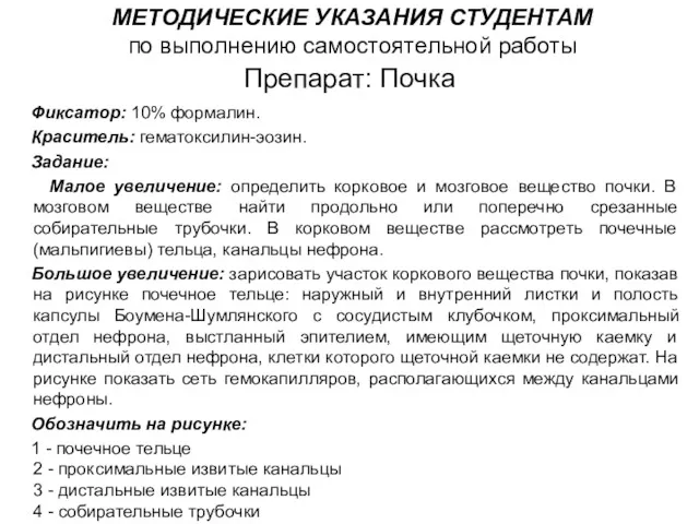 Препарат: Почка Фиксатор: 10% формалин. Краситель: гематоксилин-эозин. Задание: Малое увеличение: определить корковое и