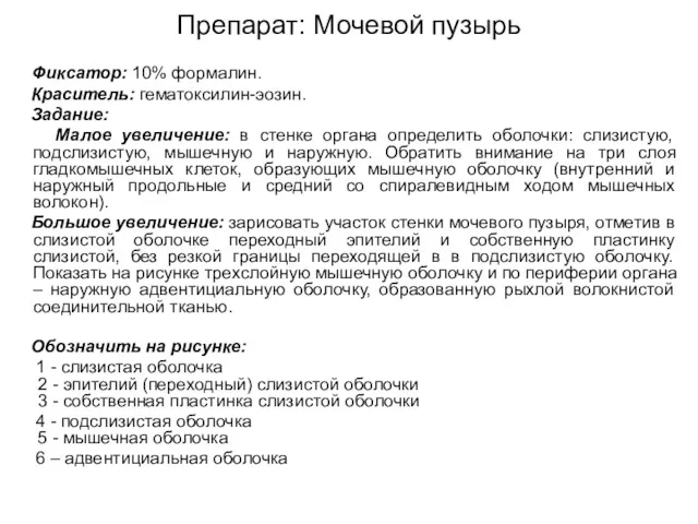 Препарат: Мочевой пузырь Фиксатор: 10% формалин. Краситель: гематоксилин-эозин. Задание: Малое увеличение: в стенке