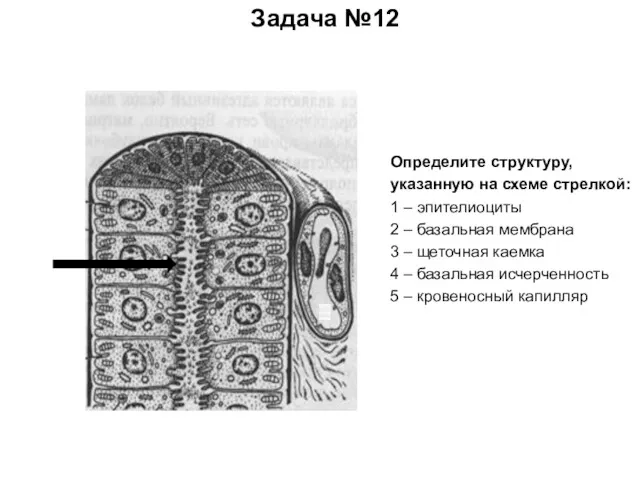 Задача №12 Определите структуру, указанную на схеме стрелкой: 1 – эпителиоциты 2 –