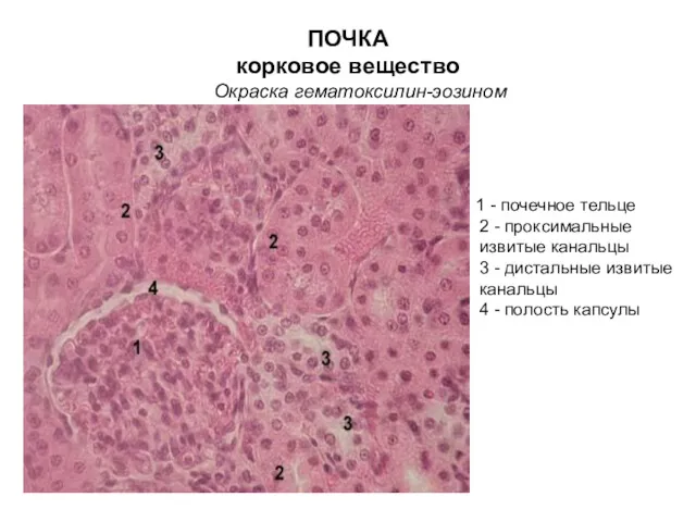 ПОЧКА корковое вещество Окраска гематоксилин-эозином 1 - почечное тельце 2 - проксимальные извитые