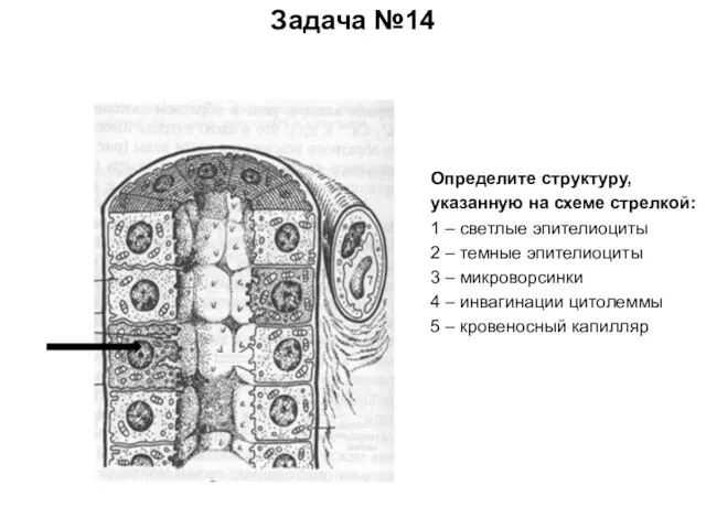 Задача №14 Определите структуру, указанную на схеме стрелкой: 1 – светлые эпителиоциты 2