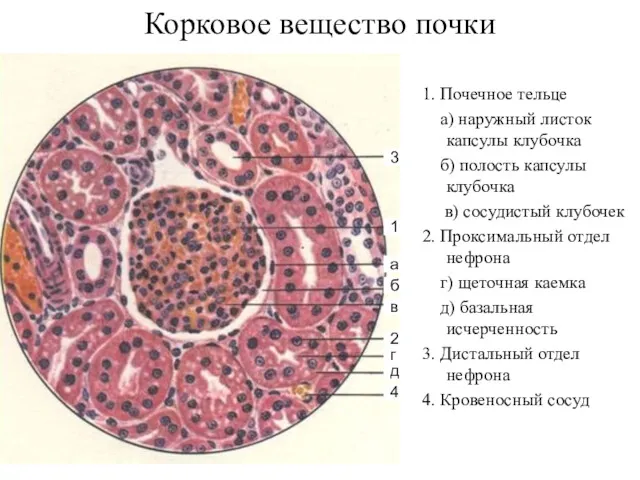 Корковое вещество почки 1. Почечное тельце a) наружный листок капсулы клубочка б) полость